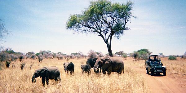 On safari in the Tarangire National Park, next to a small herd of elephants