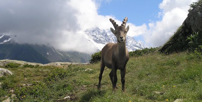 Tour du Mont Blanc